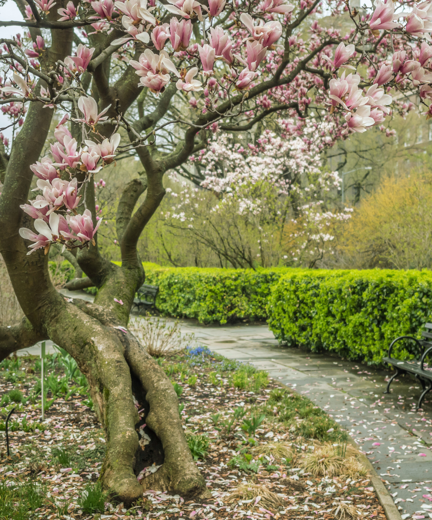 A tree with pink and white flowers in a park