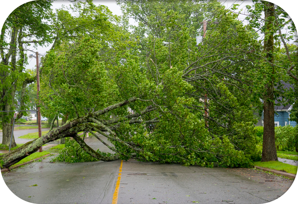 A large tree has fallen on the side of a road.