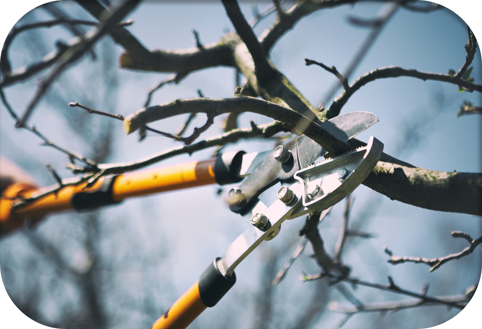 a certified arborist working on removing a tree with chain saw