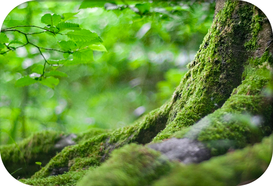 big tree roots covered with moss