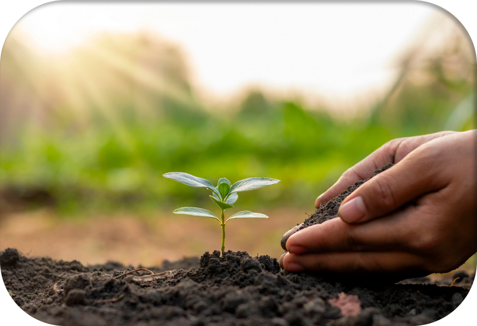 tree planting by arborist's hands