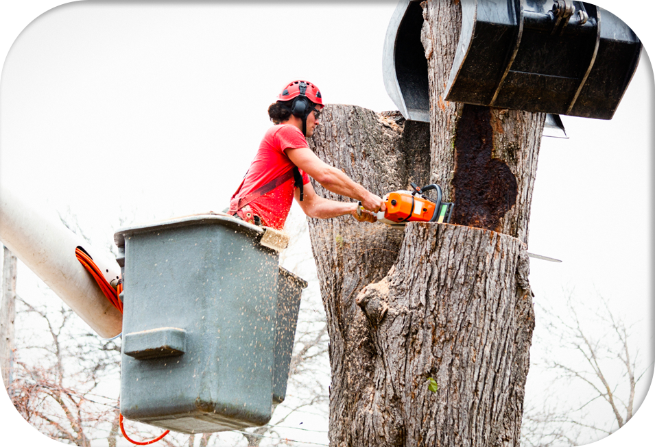 large fallen tree across the road, emergency tree removal