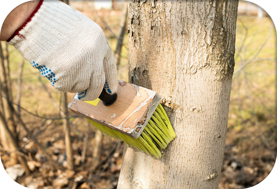 certified arborist checking garden tree health
