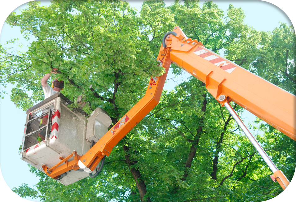 trimming of trees in the city