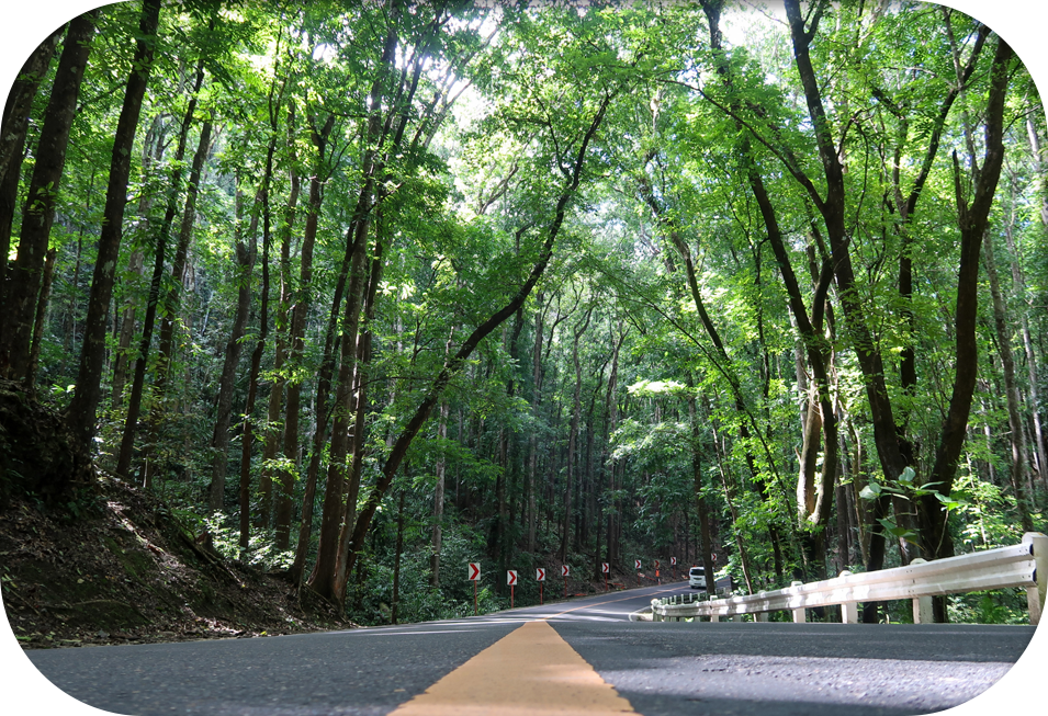 well kept trees beside a highway