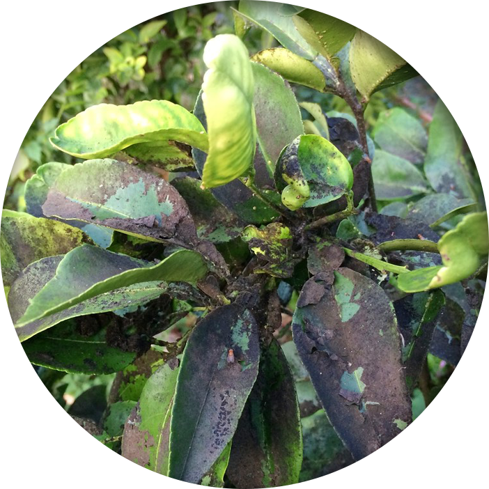 Sooty mold on tree leaves