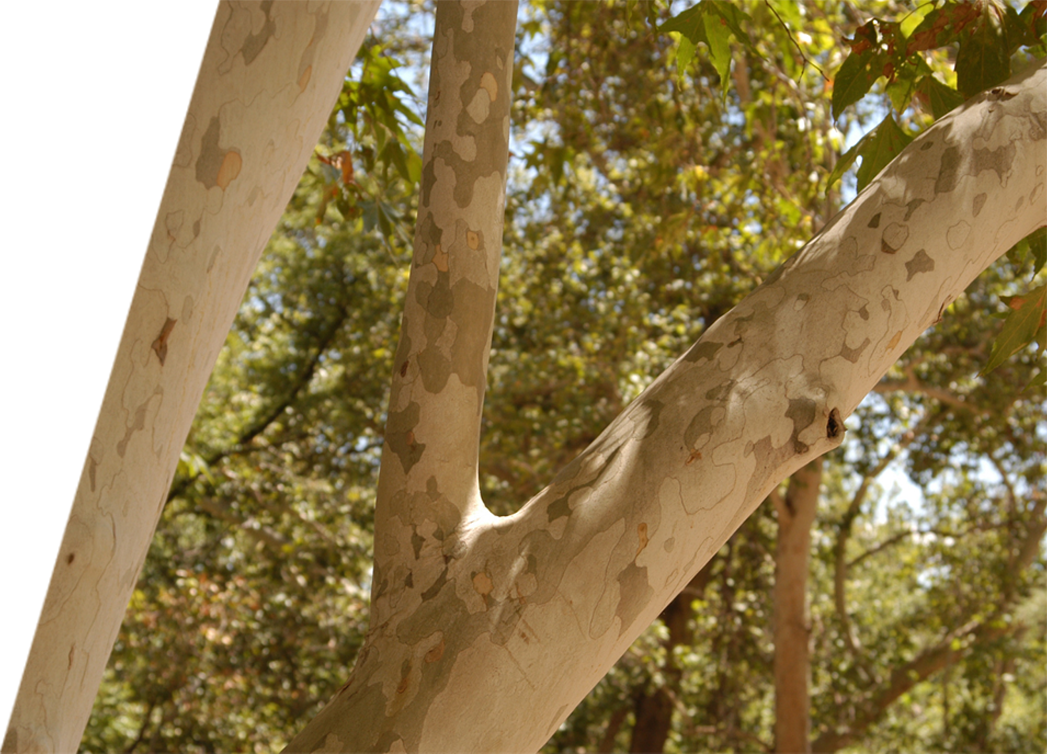 Sturdy Sycamore tree branches