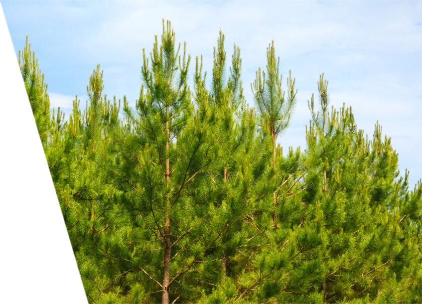 Tall Loblolly pine trees