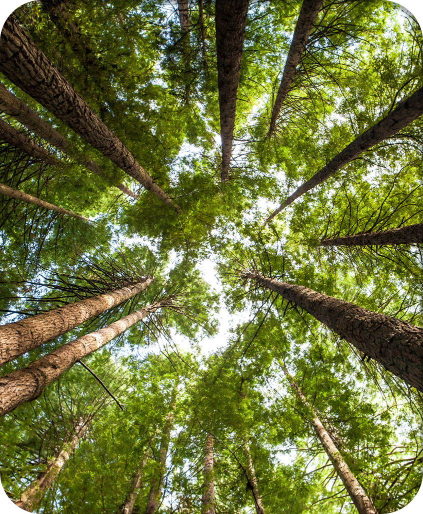 Tall trees in a forest in Castro Valley