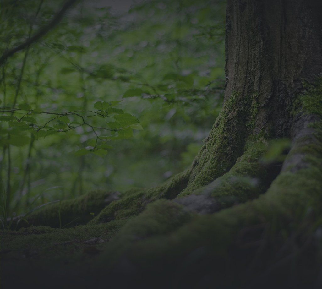 old tree roots covered in moss