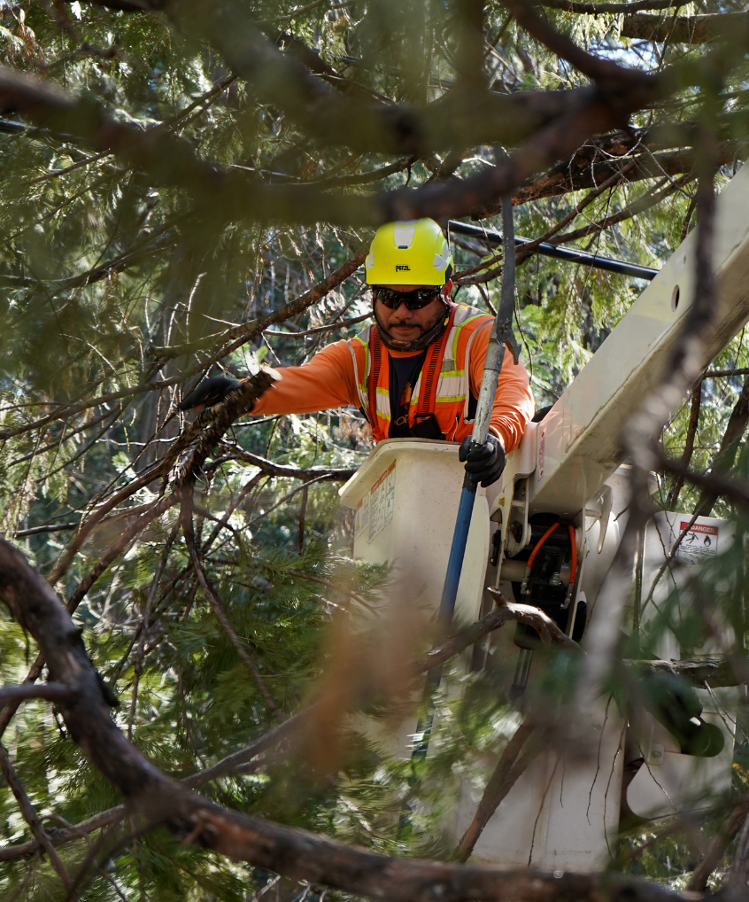Casimero of Arbor Vision trimming a tree