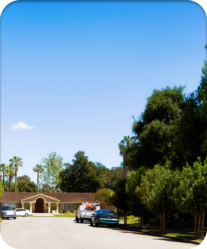 Trees along a residential area street in San Jose
