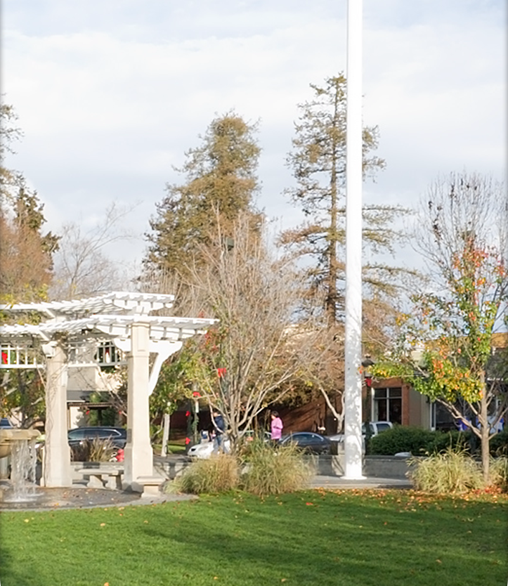 Trees around a residential area in Livermore