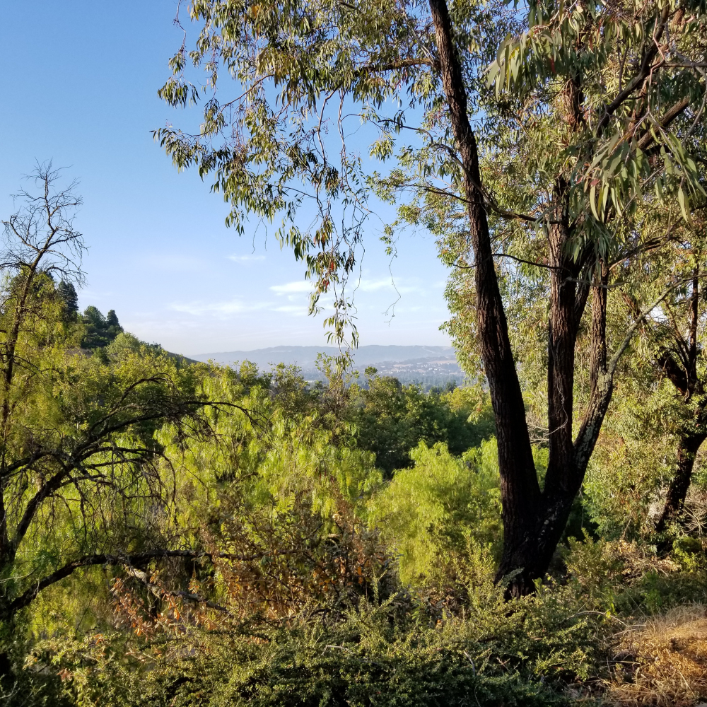 aerial view of woods in hills in San Ramon
