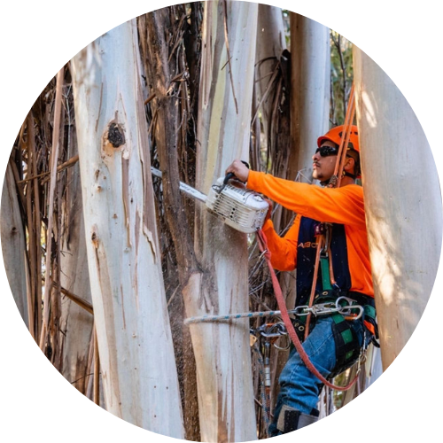 arborist carefully cutting down a tree