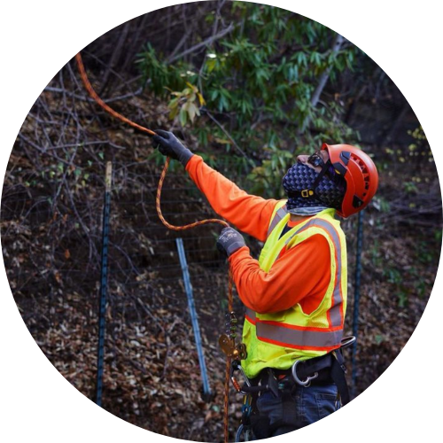 arborist preparing the tree for removal