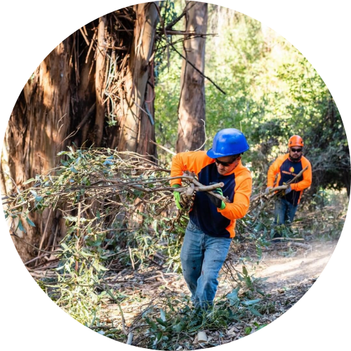 arborists cleaning up the debris after tree removal