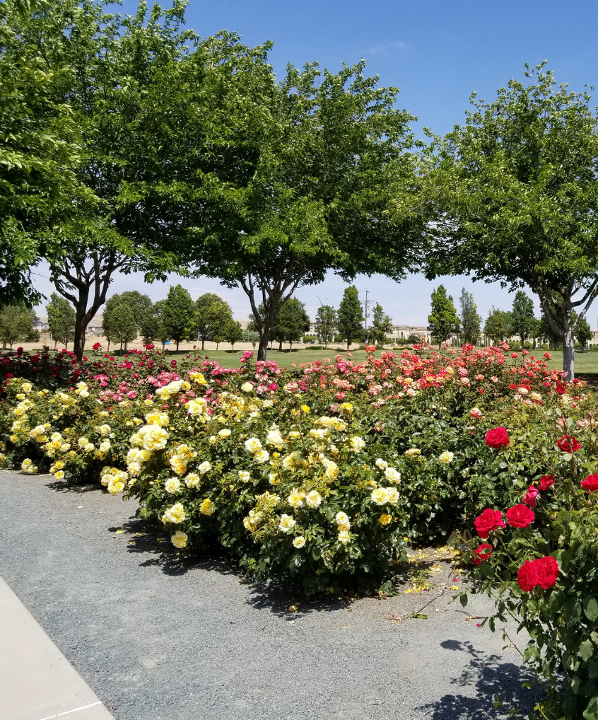 Dublin Rose Garden in Dublin, CA