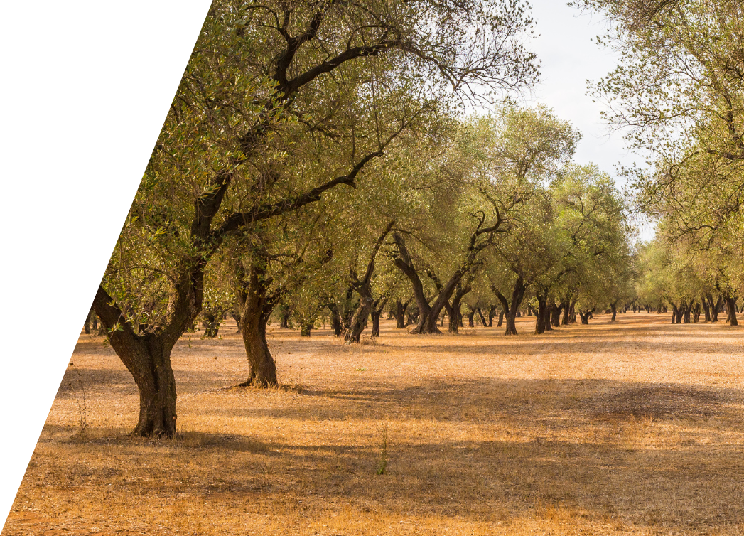 group of healthy trees in the field