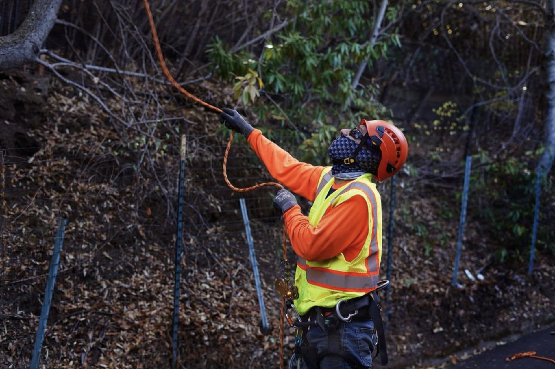 Arbor Vision member looking up at the tree while holding rope