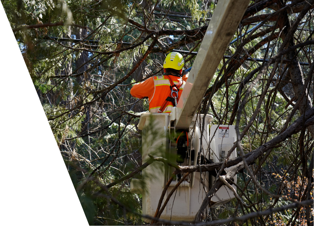 A man in a bucket is cutting a tree branches.