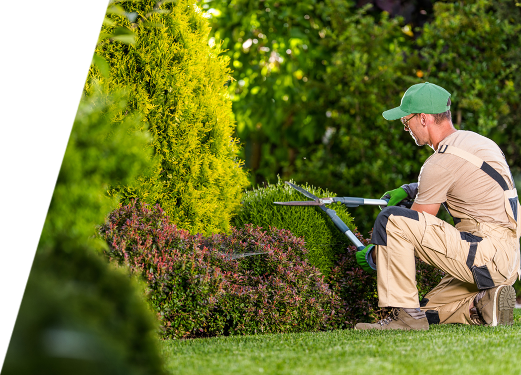 man pruning bushes abd trees