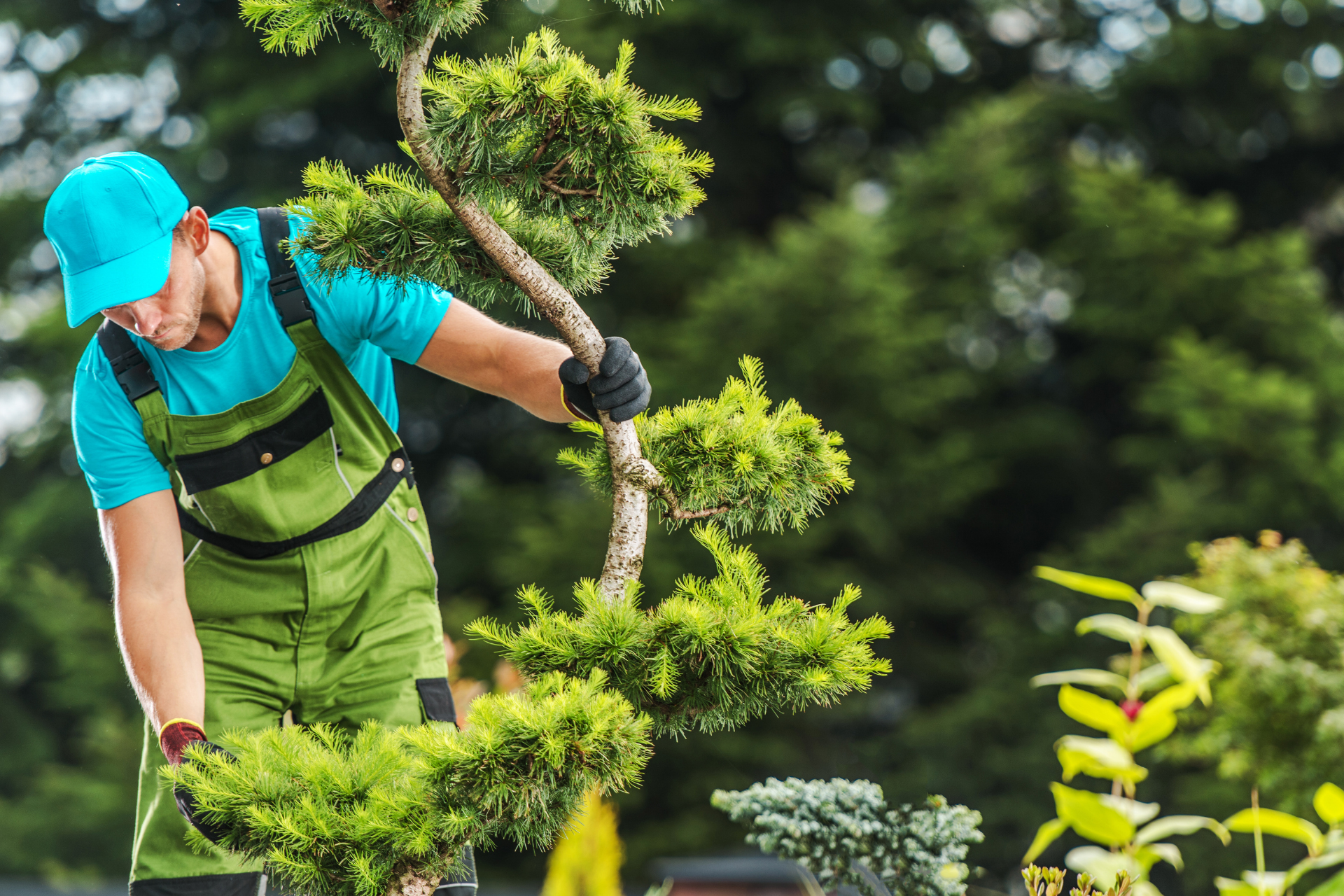 certified arborist checking garden tree health