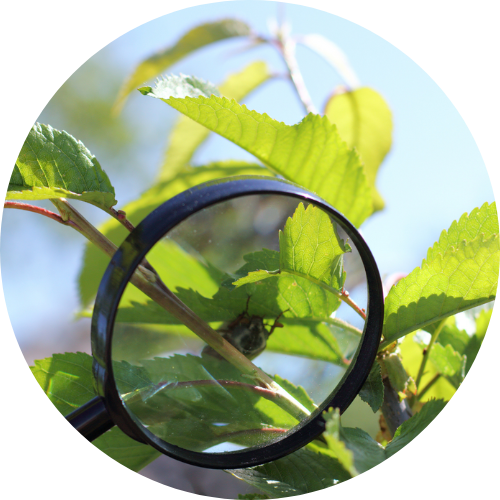 magnifying class looking at a part of a tree