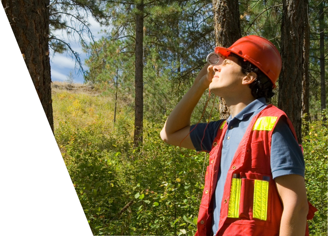 arborist inspecting a tree
