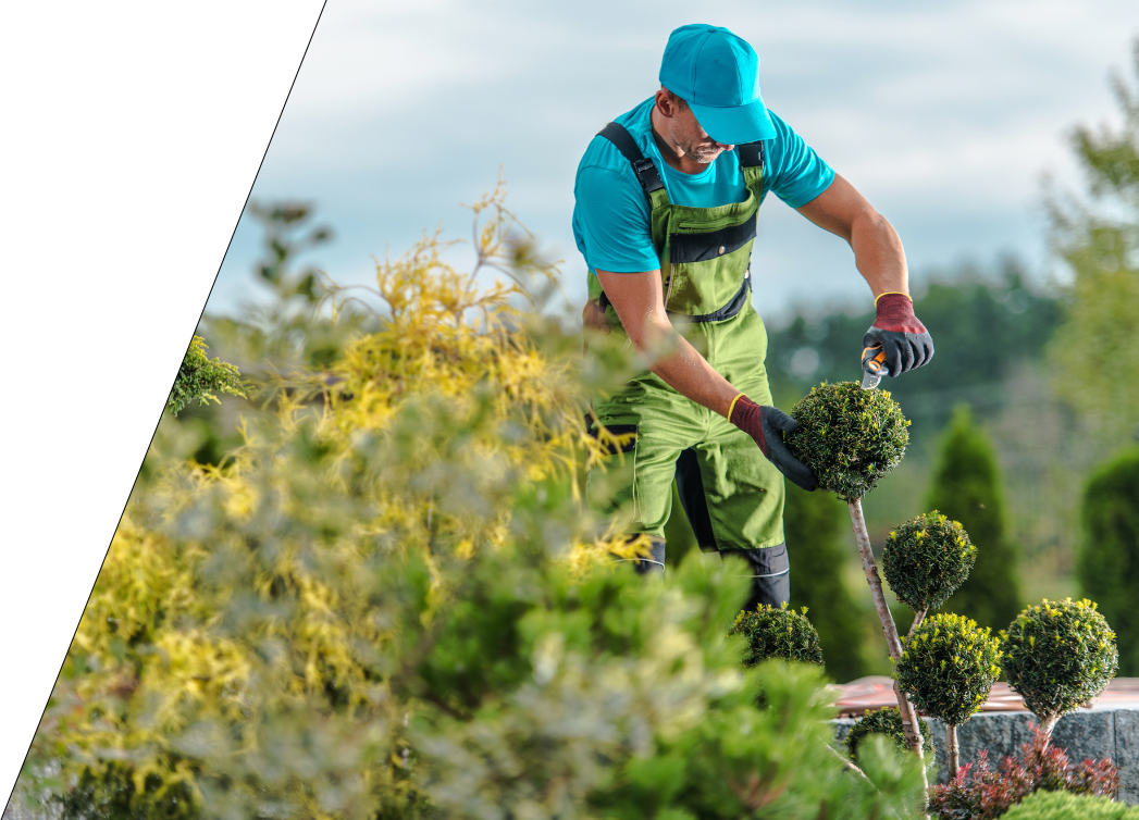 gardener trimming garden trees