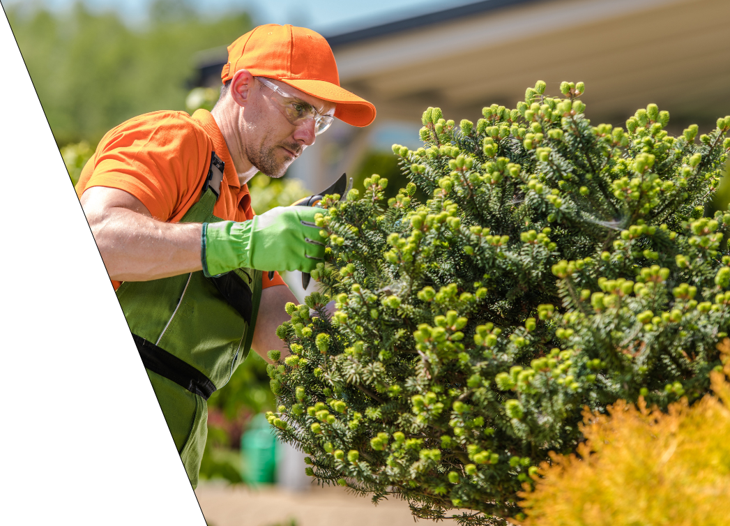 gardener taking care of garden trees