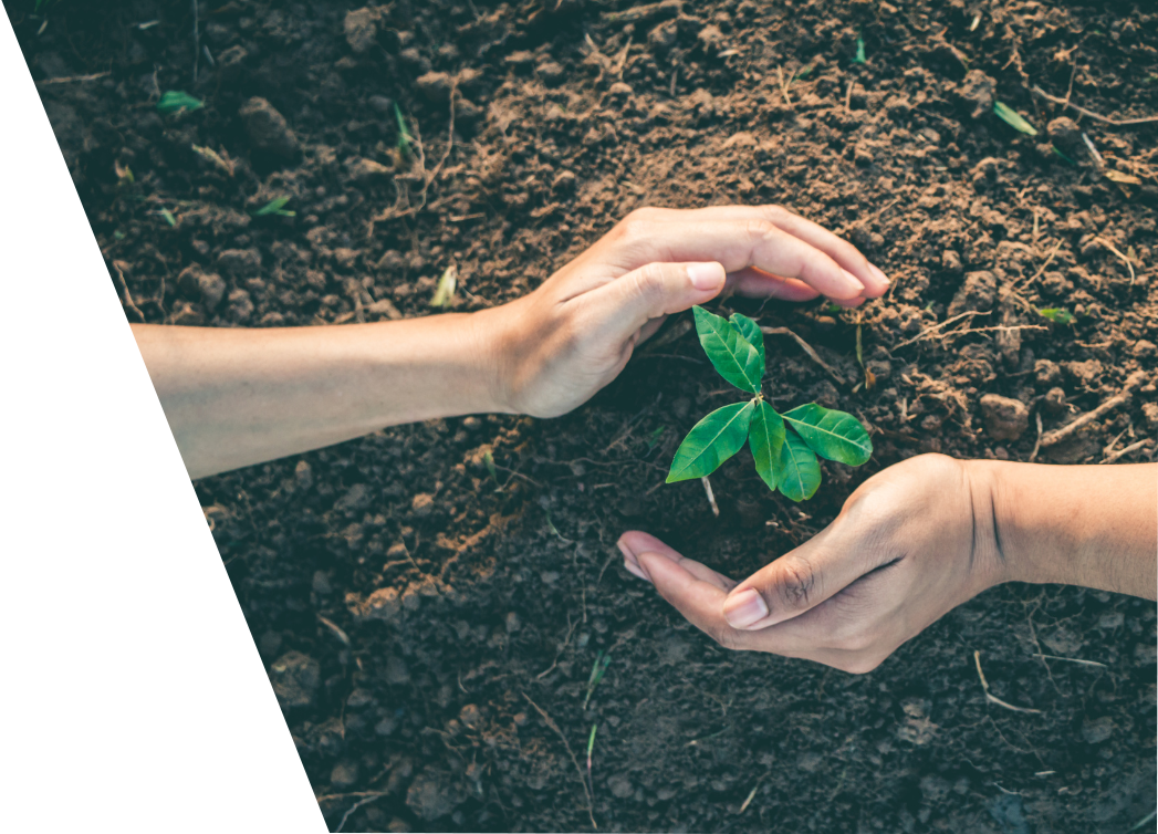 Two hands holding a small plant in the dirt.