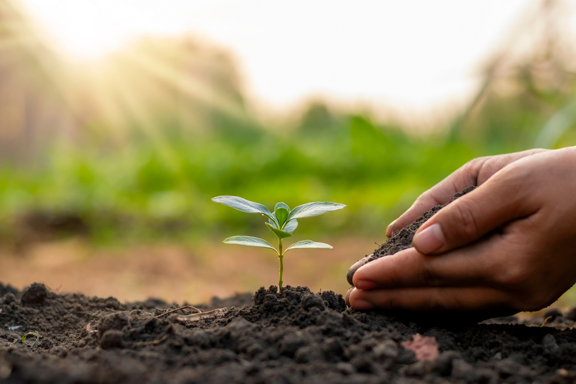tree planting by arborist's hands