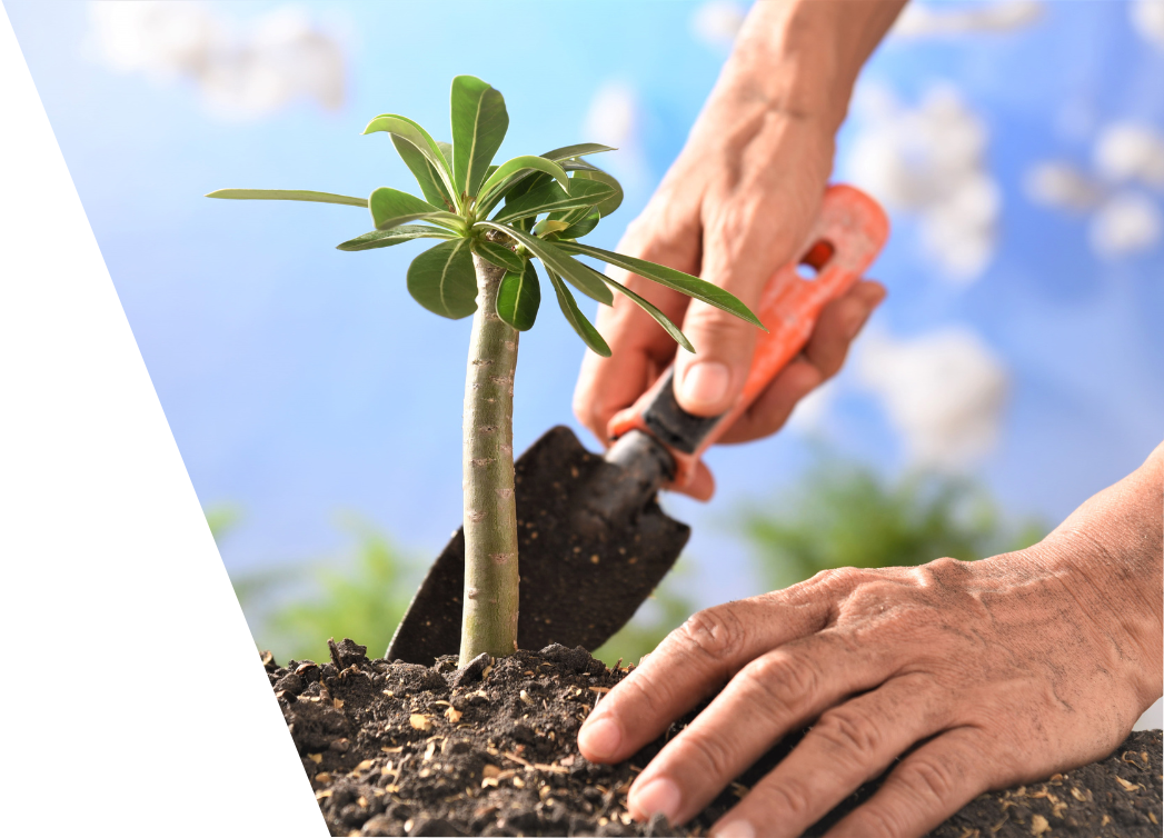 hands planting tree, cloud sky in the background