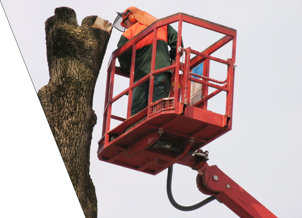 arborist on a platform removing big tree