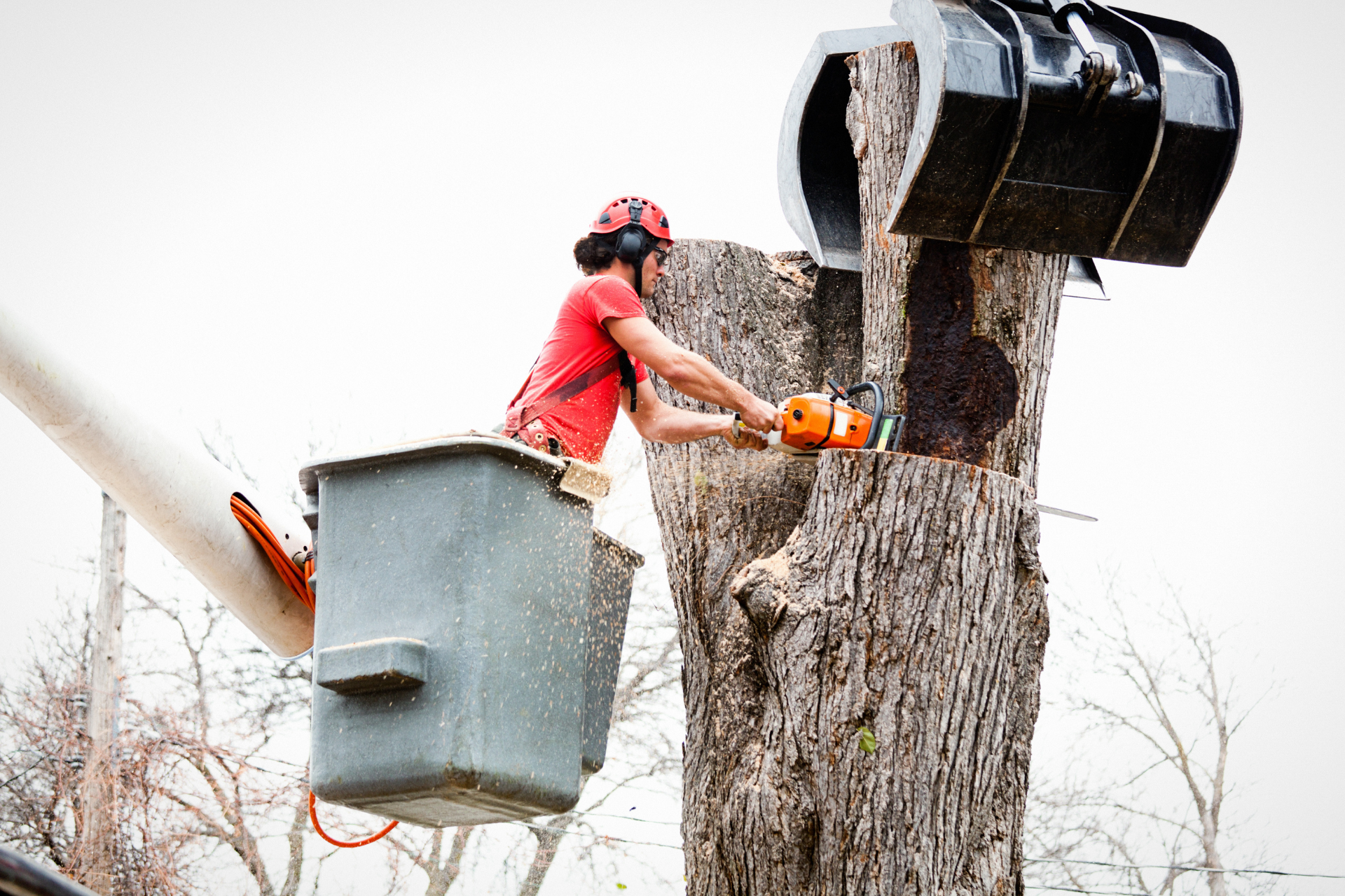a certified arborist working on removing a tree with chain saw