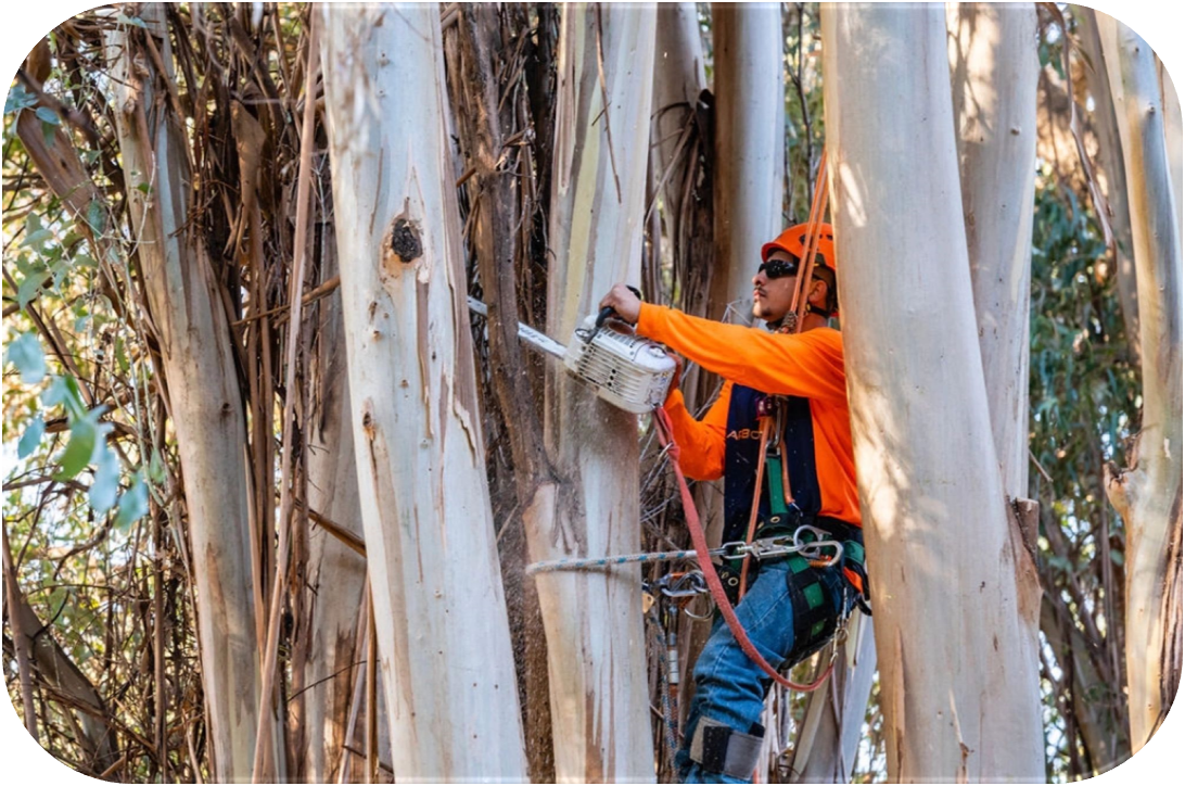 Arbor Vision member wearing harness while cutting big branch of a tree