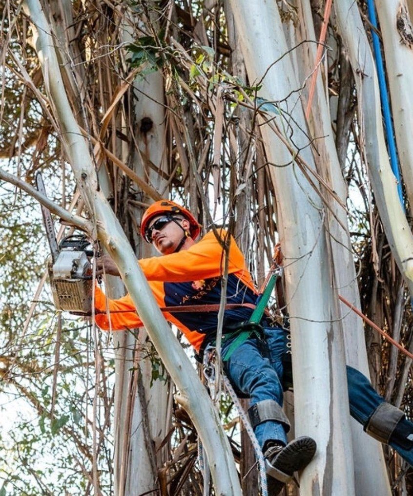 Arbor Vision team cutting trees
