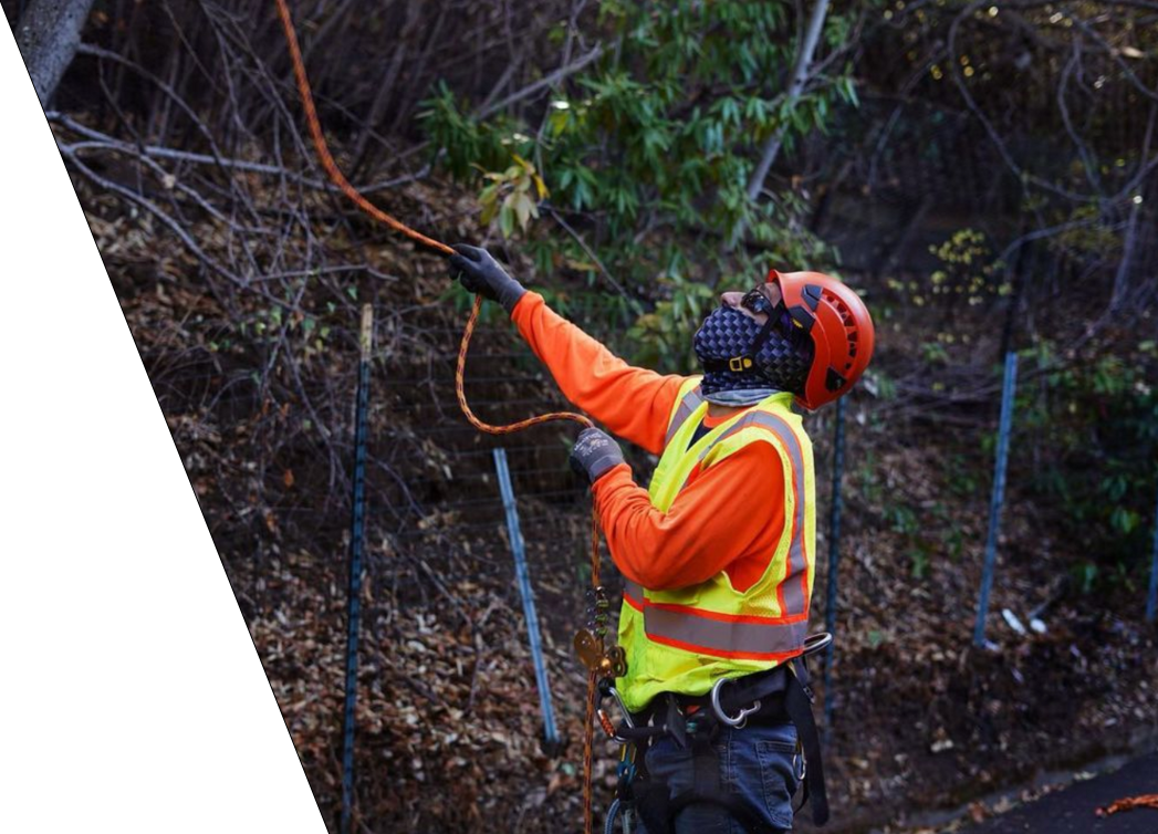 Arbor Vision member pulling a rope from a tree.