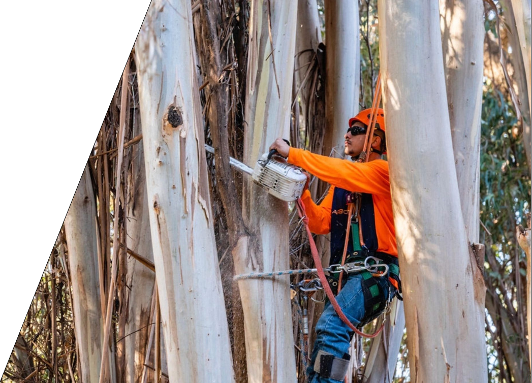 Arbor Vision member cutting down a tree in a harness