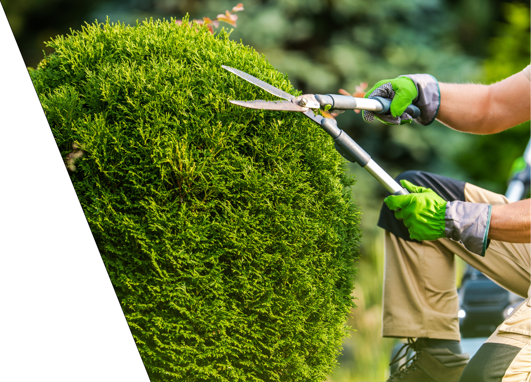 gardener trimming trees using large scissor