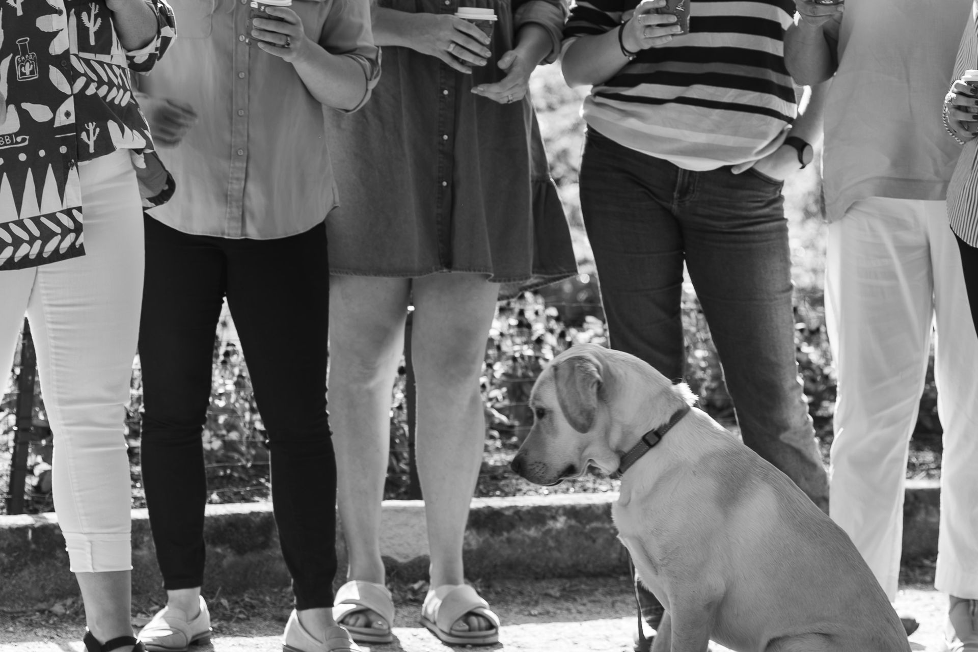 A dog sits on a leash beside a group of people standing outdoors.