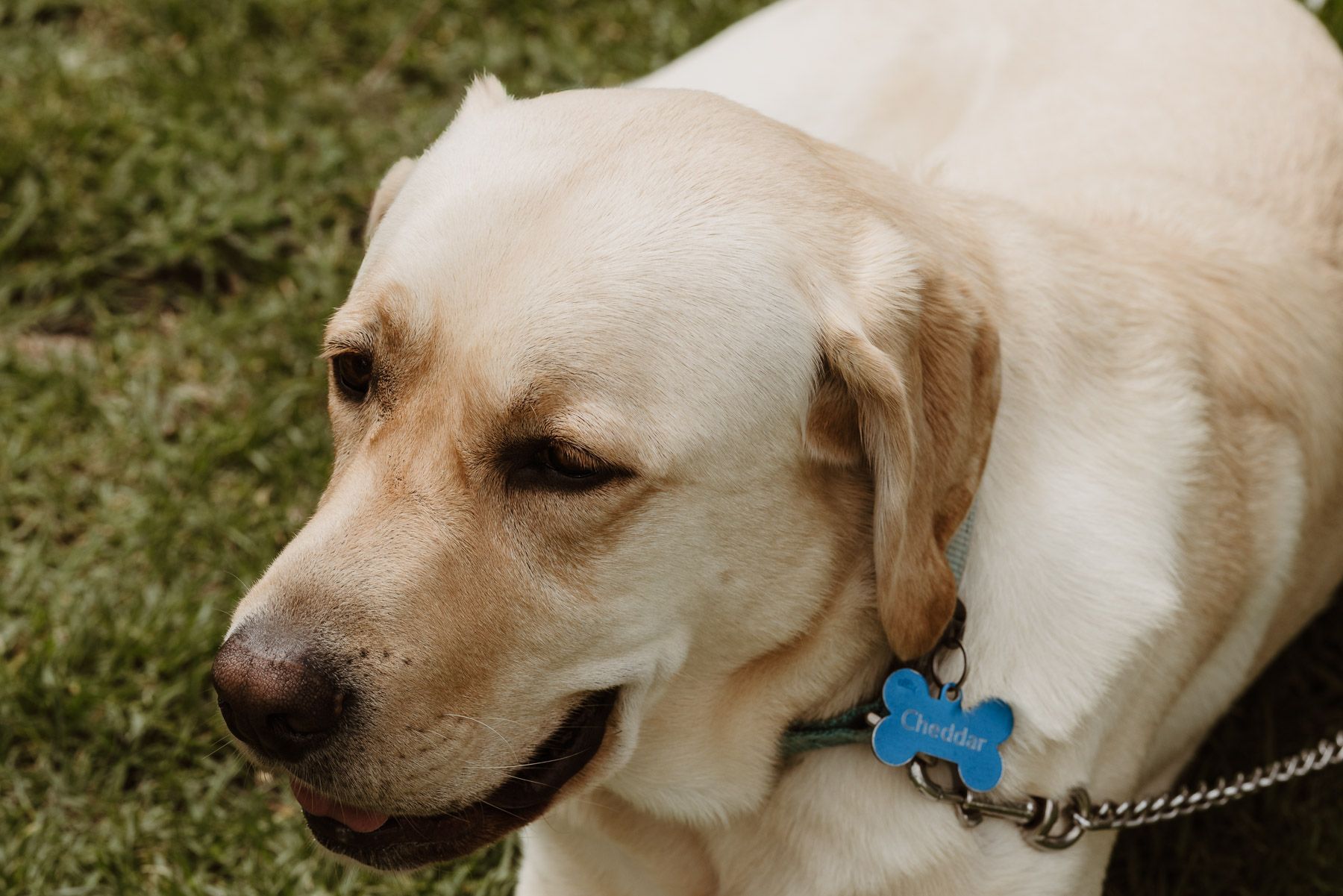Cream-colored Labrador lying on grass, wearing a blue tag and chain leash
