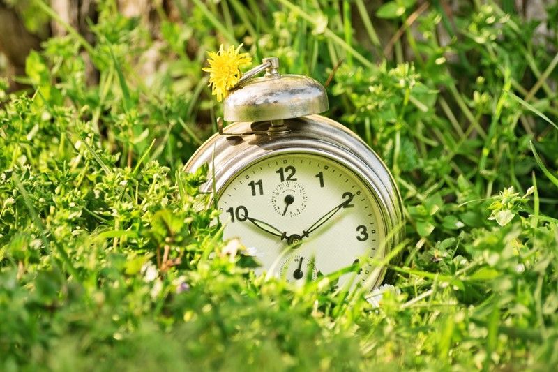 Alarm clock nestled in green grass, dandelion on top, outdoors.