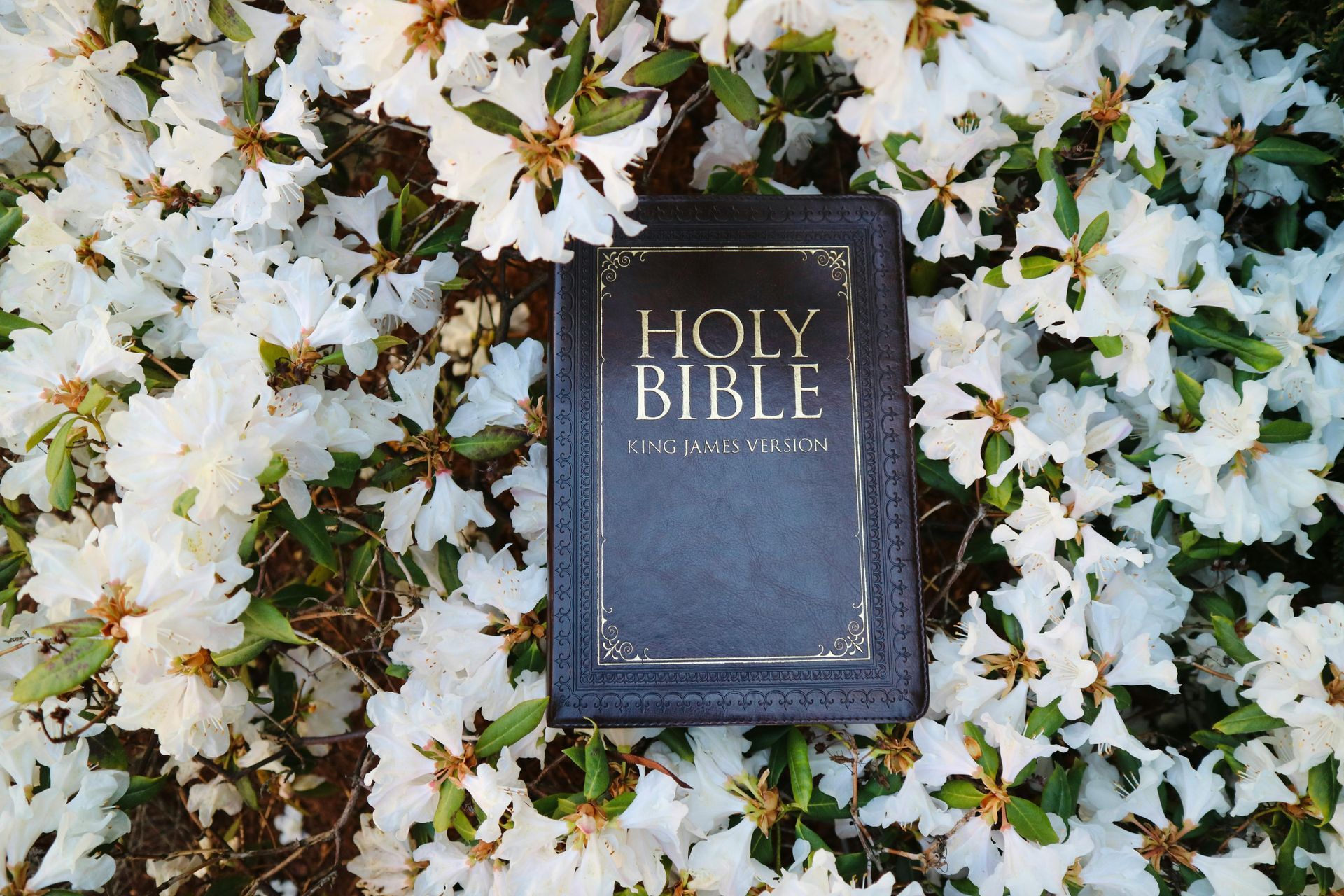 A black Holy Bible with gold lettering rests in the center of a lush bush of blooming white flowers.