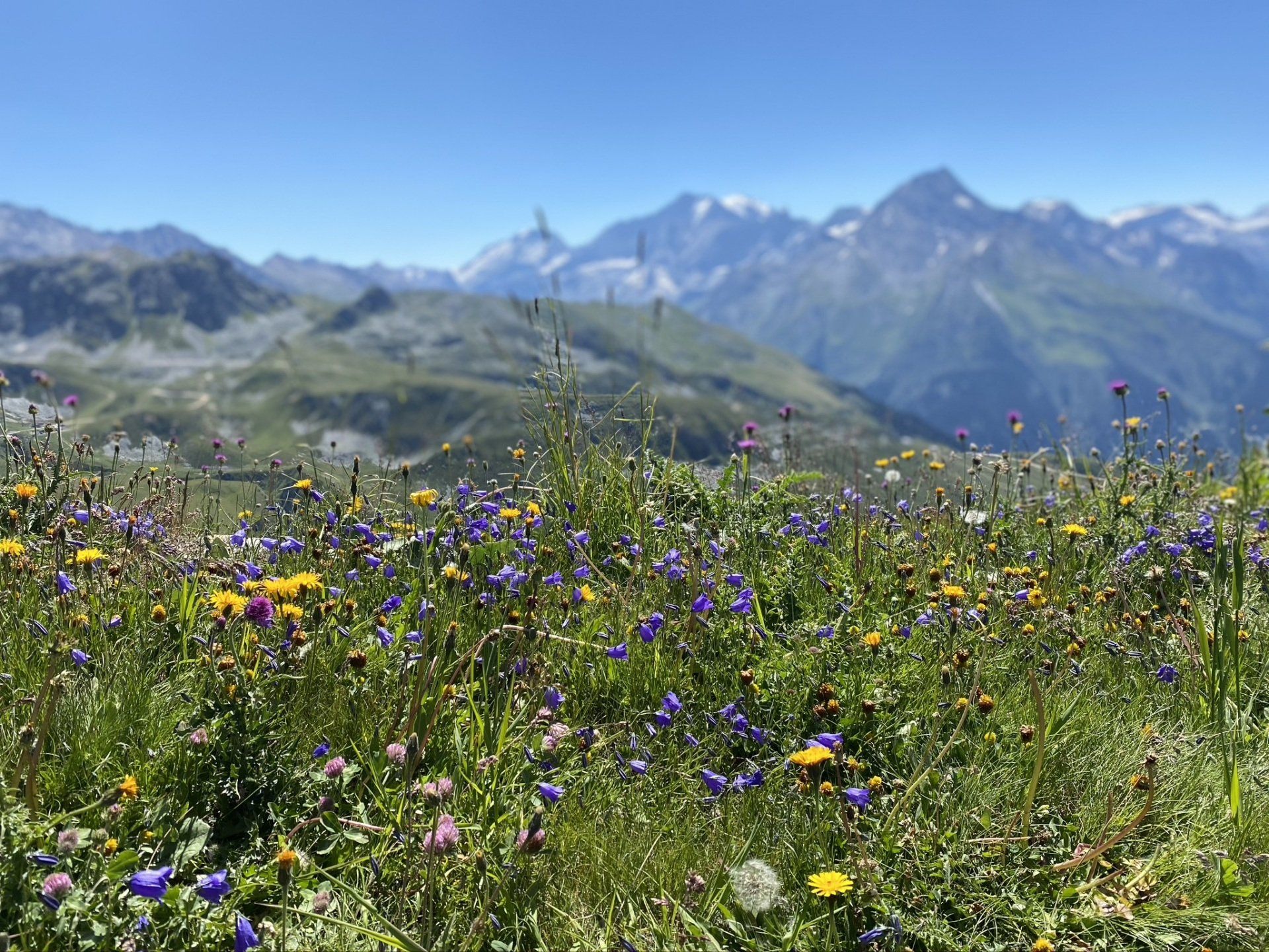 Summer Meadow La Plagne