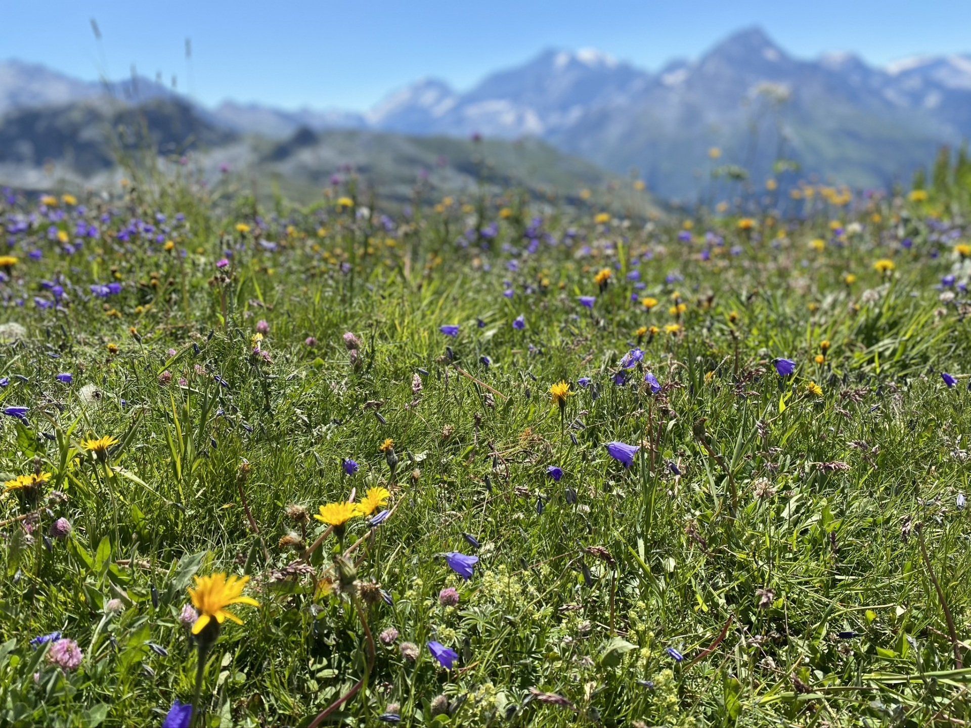 Summer Meadow in La Plagne