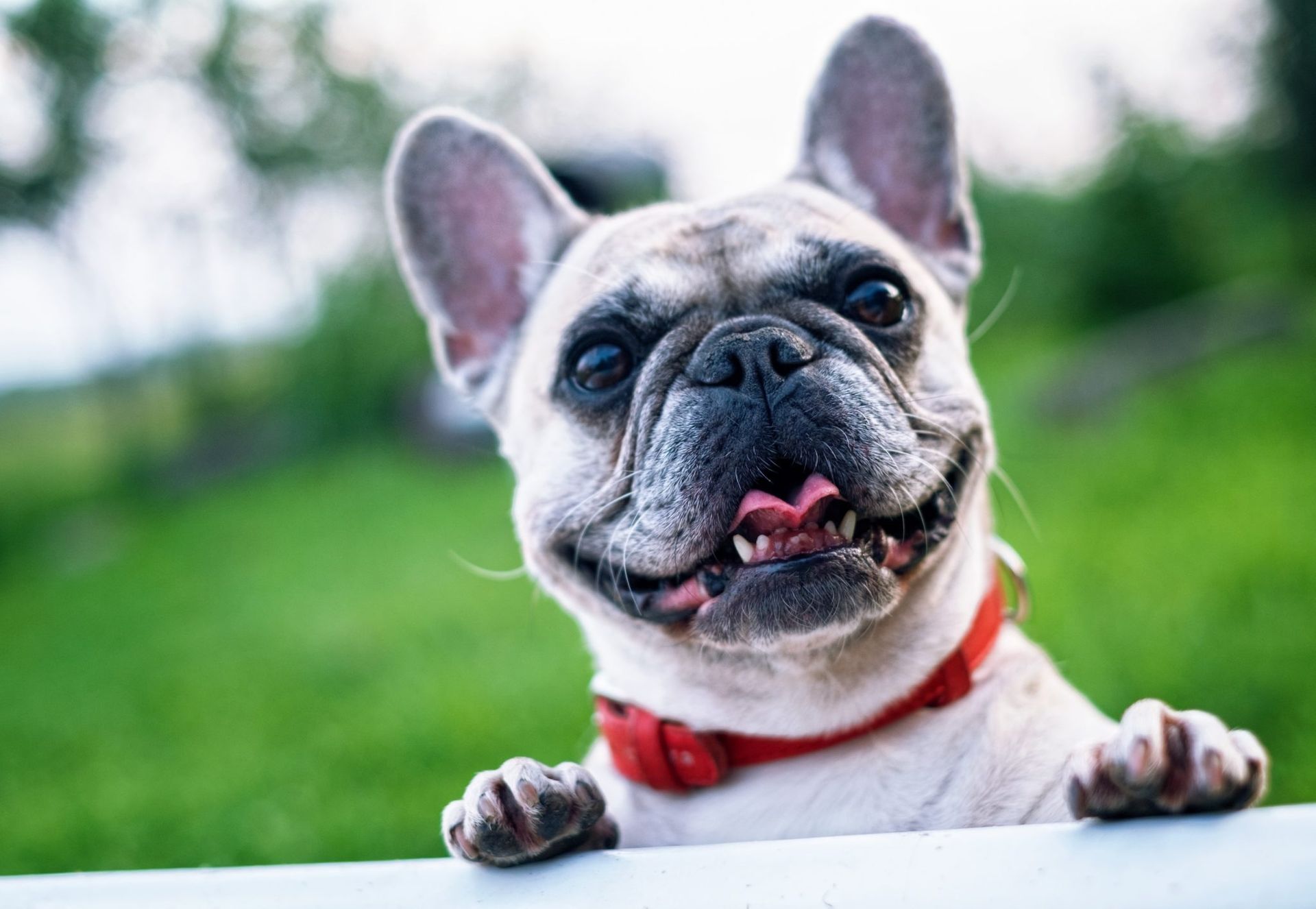 Can You Put Your Pet in Your Will? Estate Planning for Pet Owners