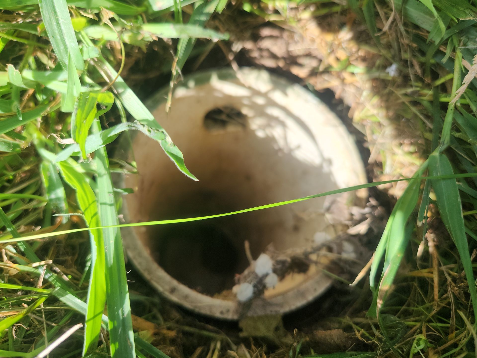 Close-up of a round drain opening in grass and dirt, with a dark hole inside.