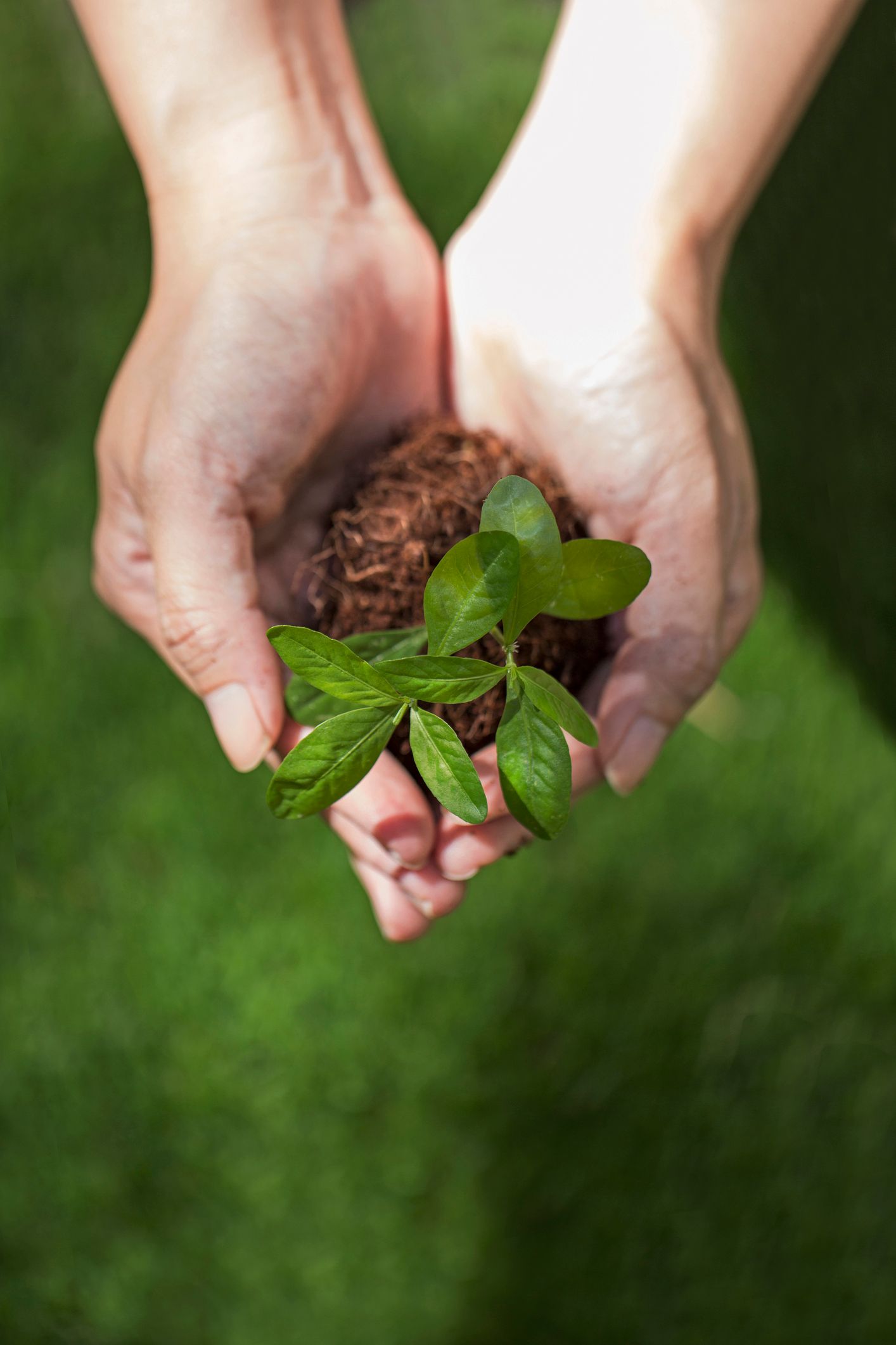 Mani che reggono una piccola pianta con della terra su uno sfondo verde.